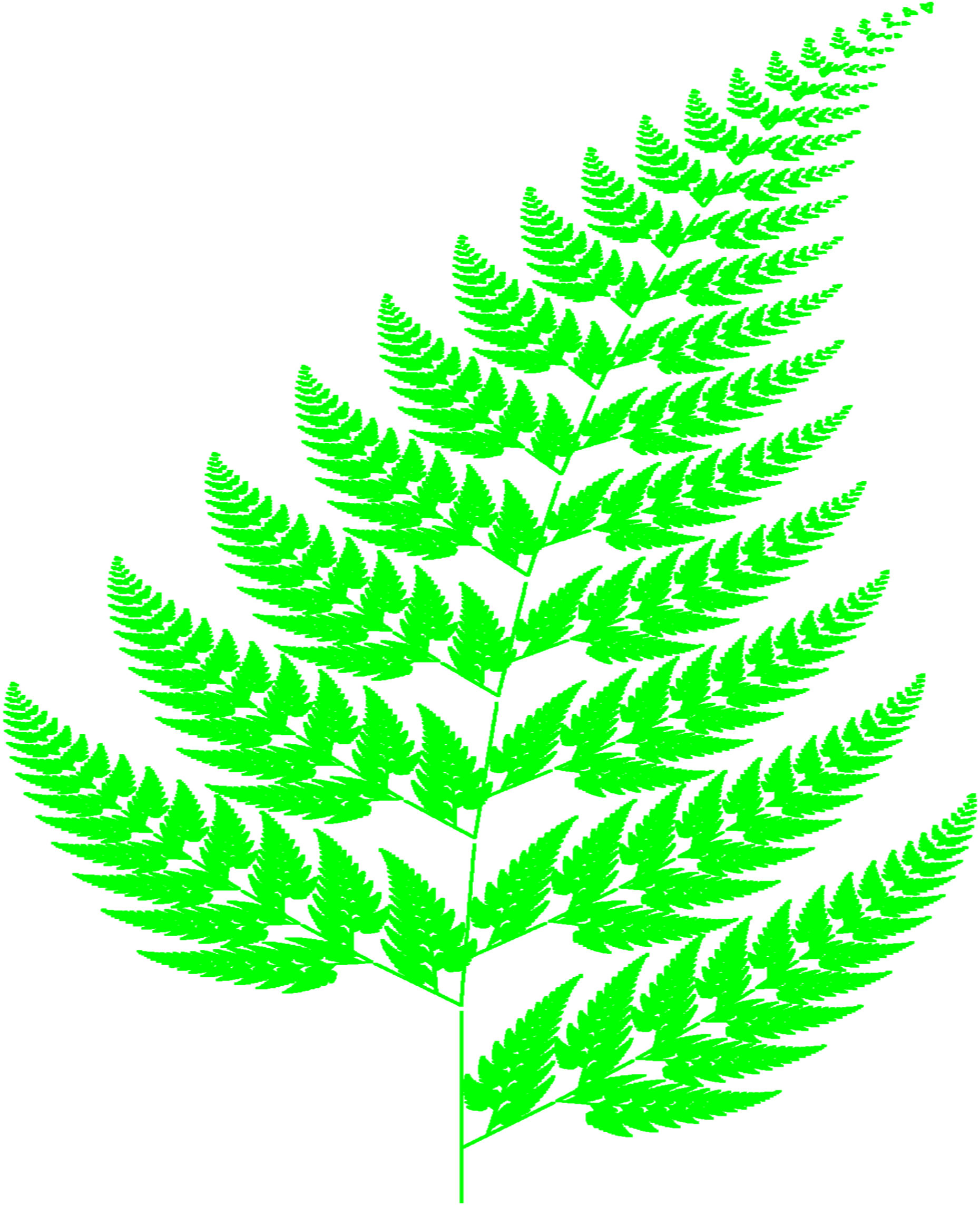A fern