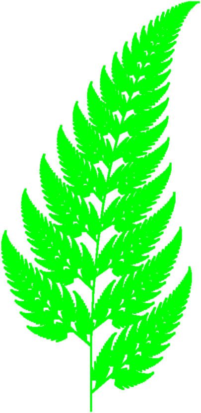 A fern